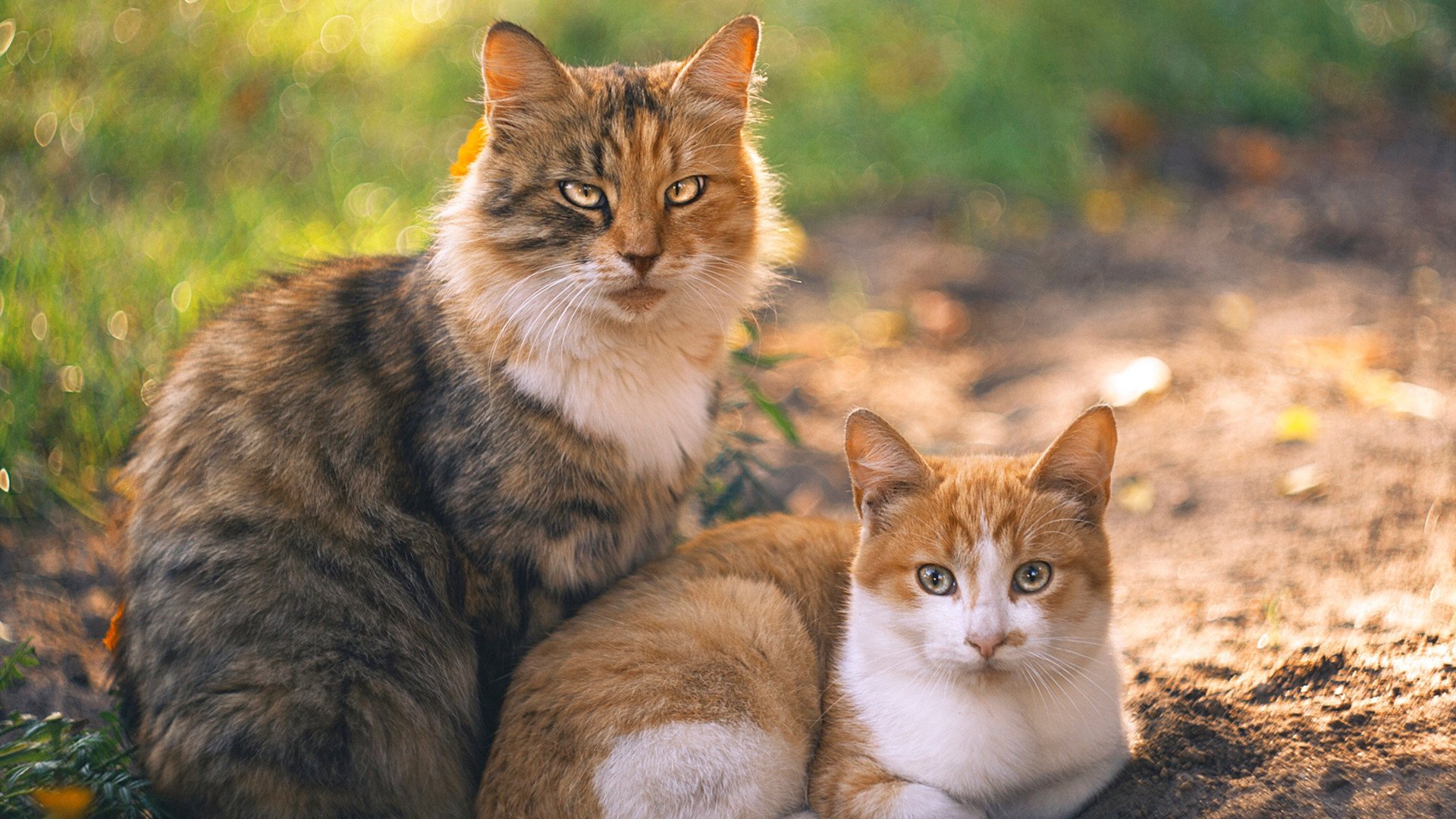 开云首页登录-年轻天才的崛起：未来之星的背后故事，未来之星后半句  第3张