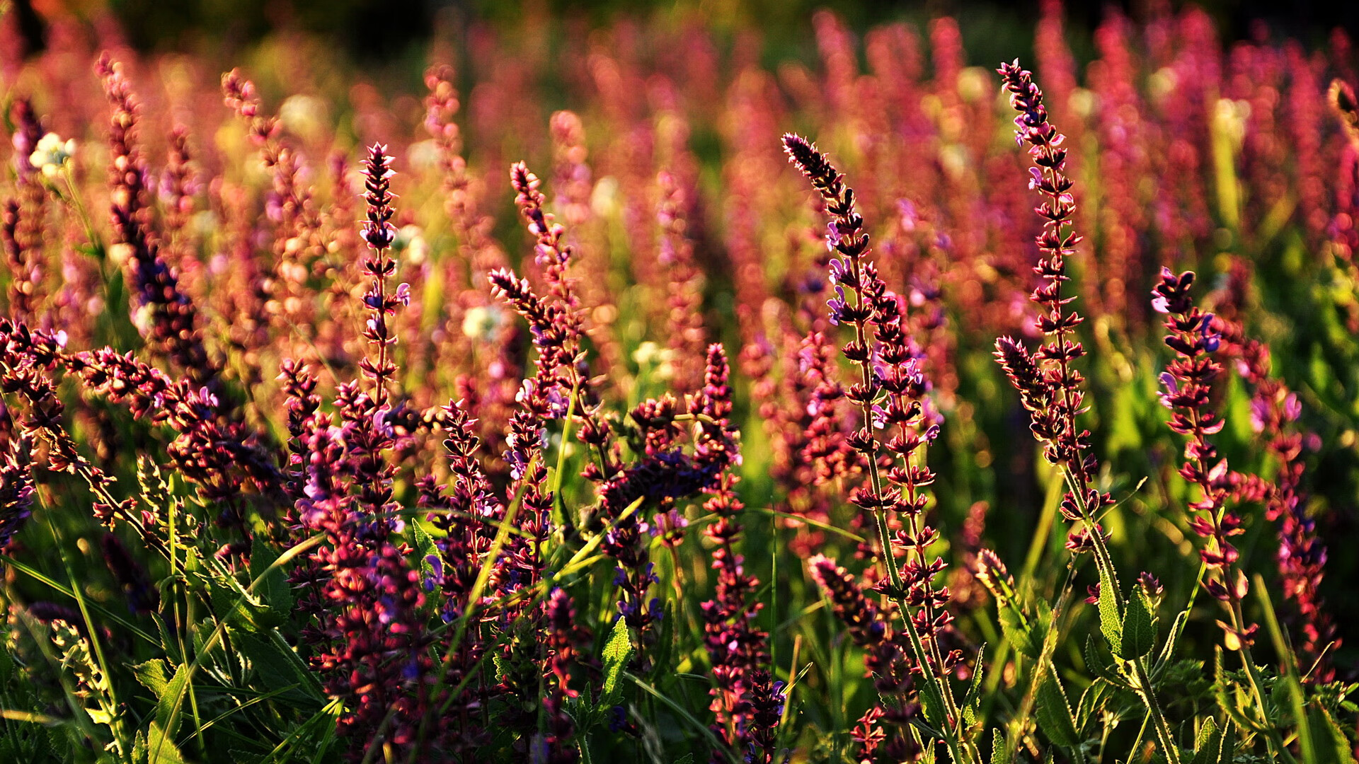 开云·体育官网APP下载-史上最年轻“欧洲金靴”得主鼎盛登场，最年轻的欧洲金靴